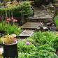 Garden Talks: Rain Gardens for Beginners