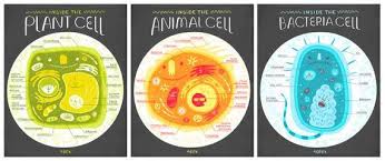 Organelles in an animal cell are suspended in a fluid called the cytoplasm. Structure And Functions Of Living Organisms Cells Tigers Talking Science