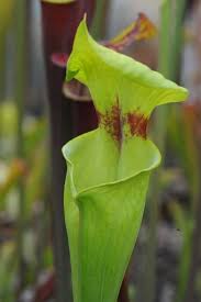 Image result for Pearsonia flava