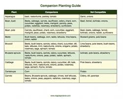 The Companion Planting Guide Gives Information On Which