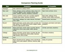 the companion planting guide gives information on which