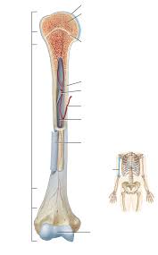 Helps keep bones light in weight epiphyseal line line showing where growth plate used to be. Long Bone Anatomy Diagram Quizlet