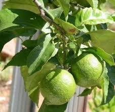 I have a five year old meyer lemon tree that currently has 14 nice large yellow lemons on it. Harvesting Limes Learn How And When To Pick A Lime