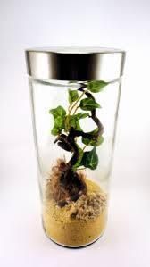 Md Nano Kit Terrarium Kaufen Mini Terrarium Terrarium