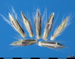 Image result for Bothriochloa bladhii