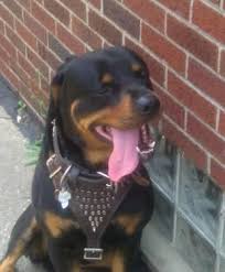 All up to date on shots. German Rottweiler Puppies For Sale In Lima Ohio Classified Americanlisted Com