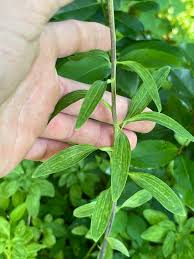 Image result for Alstroemeria pulchella