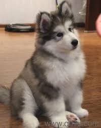 How to find a bully kutta puppy and how much will they cost? Husky Woolly Coat Alaskan Malamute Akita Cane Corso Turkish Kangal Newfoundland Caucasian Shepherd Greatdane Puppies For Sale In Yelahanaka Bangalore Pets On Bangalore Quikr Classifieds