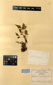 Image result for Asplenium hemitomum