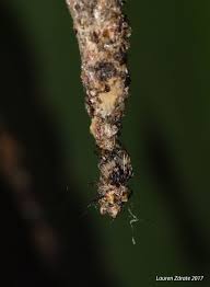 Common names for these insects include the cave wētā, cave crickets, camelback crickets, camel crickets, spider crickets (sometimes shortened to criders, or land shrimp or sprickets. Trash Line Spider Project Noah