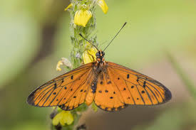 Image result for Tricliceras longepedunculatum