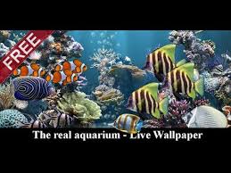 the real aquarium live wallpaper