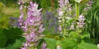 Clary sage salvia sclarea (2660). Clary Sage Essential Oil Uses And Benefits Aromaweb