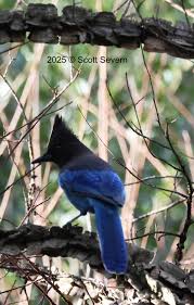 Steller's Jay