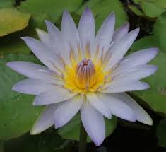 Image result for Nymphaea nouchali
