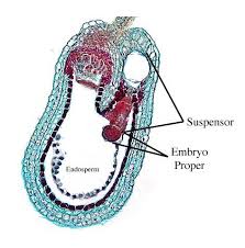 Image result for Capsella