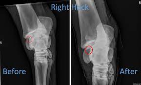 Equine arthroscopy