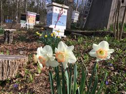 Remove the leaves when they're crisp and brown and gently brush off any dirt that's still sticking to the bulbs. Daffodil After Care Gardening Charlotte