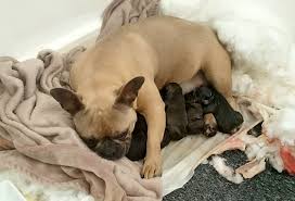 French bulldog puppy care videos. English Police Rescue Stolen French Bulldog While Dog Is Giving Birth People Com
