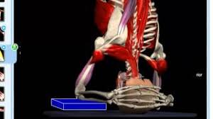 The proper headstand, like all inversions, is dependent on stacking the. Salamba Sirsasana Supported Headstand Yoga Anatomy Youtube