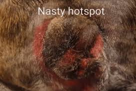 Image result for hotspot dogs