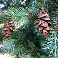 We did not find results for: Buy Douglas Fir Tree Online From Uk Fir Tree Supplier Of Cell Grown Hedges And Trees