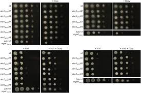 Maybe you would like to learn more about one of these? Frontiers Differentially Regulated Transcription Factors And Abc Transporters In A Mitochondrial Dynamics Mutant Can Alter Azole Susceptibility Of Aspergillus Fumigatus Microbiology