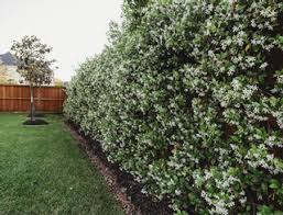 We did not find results for: Star Jasmine Wall All Your Questions Answered