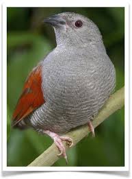 Bird With Red Head And Gray Body Pin On Animaux 2
