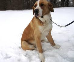Adopt Chambers On Petfinder Lab Mix Puppies Saint Bernard Dog Dog Control