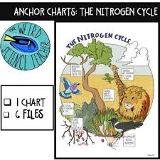 Science Scaffolded Notes Anchor Chart The Nitrogen Cycle