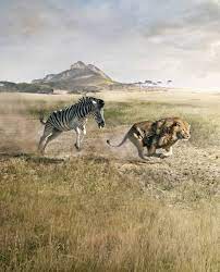 zebra ads creative clever advertising creative advertising