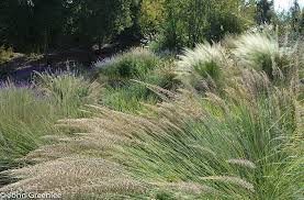 When choosing an ornamental grass, first verify that the variety is hardy in your climate. Ornamental Grasses An Overview With John Greenlee Joe Gardener