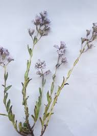 Image result for Aeollanthus neglectus