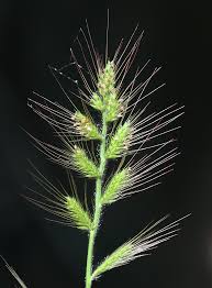 Image result for Oplismenus