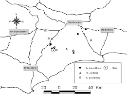 Image result for Priva curtisiae