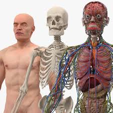 No, only the male has an external organ. Male Skeleton Internal Organs Anatomy And Skin 3d Model 560 Unknown Max Obj Ma Fbx C4d Blend 3ds Free3d