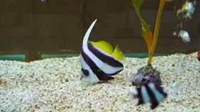You must be logged in to post a review. Schooling Bannerfish Heniochus Diphreutes In Water Stock Footage Video Of Fresh Nature 138740430