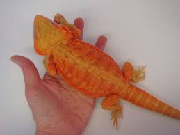 Black And White Tegu Lizard In South Carolina Orange Coral Hypo Trans Leatherback Http Www Wheredragonsdwell Com Images Alais Jpg Bearded Dragon Bearded Dragon Diet Baby Bearded Dragon