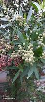 Image result for Conocarpus