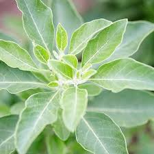 Ashwagandha is one of the world's leading adaptogenic herbs, with quite a legendary background, due to its profound ability to restore. The Amazing Health Benefits Of Ashwagandha