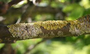 Maybe you would like to learn more about one of these? Lichen On Your Trees Good Or Bad Lam Tree Service Evergreen Co