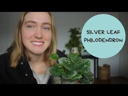 Silver Leaf Philodendron Care Tips!