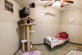 Club mead offers an exceptional doggy daycare experience that is complete with both indoor and outdoor fun! Dog And Cat Daycare In Seattle Seatac Hillrose Pet Resort