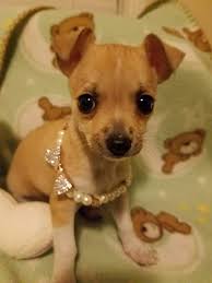Look at pictures of chihuahua puppies in lansing who need a home. Chihuahua Puppies For Sale Trenton Mi 179567 Petzlover