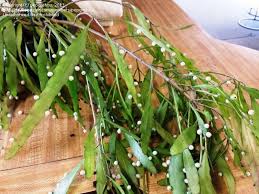 Plant database entry for red mistletoe cactus (pseudorhipsalis ramulosa) with 11 images and 21 data details. Plantfiles Pictures Pseudorhipsalis Species Red Mistletoe Cactus Red Rhipsalis Pseudorhipsalis Ramulosa By Pepgrehou