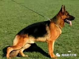 To connect with 比利時狼犬, join facebook today. æœ€æ–°é»'ç‹¼çŠ¬ä»·æ ¼æŠ¥ä»· çº¯è¡€ç»ŸçŠ¬ä»·æ ¼ å¾®ä¿¡å…¬ä¼—å·æ–‡ç« é˜…è¯» Wemp
