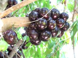 Originating from the brazil, the jaboticaba is a beautifully strange tree as it is surprising cold hardy tropical tree. Jaboticaba California Tropical Fruit Tree Nursery