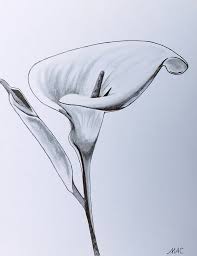 Fonds D Ecran Art Crayon Fonds D Ecran Fleurs Feuilles Fruits Arum Par Marie Ange Hebus Com Dessin De Fleurs Au Crayon Croquis De Fleurs Dessin Ombre