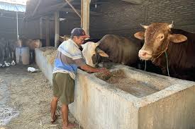 Niat mereka jelas untuk mengelirukan industri dan mendakwa secara terbuka bahawa mereka pengedar yang sah bagi pihak fgv dan mendakwa mereka pengedar eksklusif fgv. Jelang Idul Adha Harga Sapi Di Karanganyar Naik Rp1 Juta Kambing Rp500 000